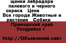 щенки лабрадора палевого и черного окраса › Цена ­ 30 000 - Все города Животные и растения » Собаки   . Приморский край,Уссурийск г.